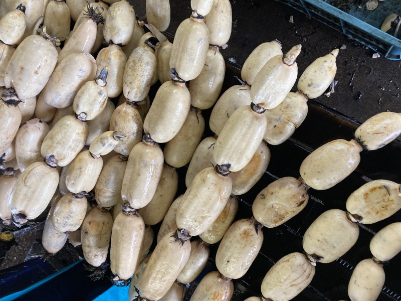  CBDはどのように細菌を殺すのでしょうか?
